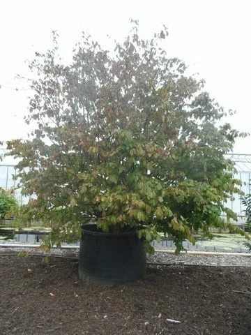 Perzisch Ijzerhout (Parrotia Persica 'Vanessa') 6 Perzisch Ijzerhout (Parrotia Persica 'Vanessa') - Afbeelding 4