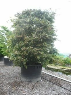 Perzisch Ijzerhout (Parrotia Persica 'Vanessa') 14 Perzisch Ijzerhout (Parrotia Persica 'Vanessa') -DIRECTPLANT Winkel parrotia persica c1500 solitair extra 2