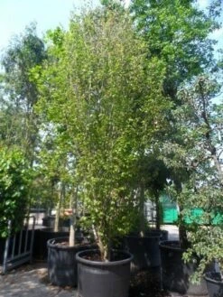 Perzisch Ijzerhout (Parrotia Persica 'Vanessa') 15 Perzisch Ijzerhout (Parrotia Persica 'Vanessa') -DIRECTPLANT Winkel parrotia persica vanessa 400 500 600 c500