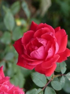 Klimroos (Rosa 'Paul's Scarlet Climber') -DIRECTPLANT Winkel paulsscarletclimber