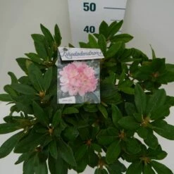 Rhododendron (Rhododendron 'Percy Wiseman') -DIRECTPLANT Winkel percy wiseman c7.5 boven 1
