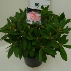Rhododendron (Rhododendron 'Percy Wiseman') -DIRECTPLANT Winkel percy wiseman c7.5 zij 1