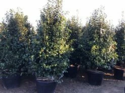 Camelia (Camellia Japonica ‘Perfection White’) 9 Camelia (Camellia Japonica ‘Perfection White’) -DIRECTPLANT Winkel perfectionwhite200cm 1