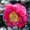 Camelia (Camellia Japonica 'R.L. Wheeler')