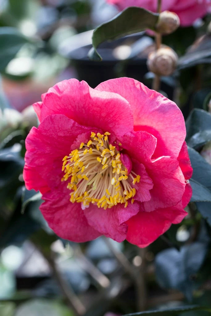 Camelia (Camellia Japonica 'R.L. Wheeler') 3 Camelia (Camellia Japonica 'R.L. Wheeler')