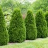 Thuja (Thuja Occidentalis 'Pyramidalis Compacta') -DIRECTPLANT Winkel phbe06005 2