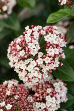 Sneeuwbal Als Bolvorm (Viburnum Tinus 'Eve Price') -DIRECTPLANT Winkel phbe06702 1