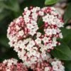 Groenblijvende Sneeuwbal (Viburnum Tinus 'Eve Price') -DIRECTPLANT Winkel phbe06702 2