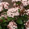 Sneeuwbal (Viburnum Tinus 'Lisa Rose') -DIRECTPLANT Winkel phbe06704