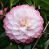 Camelia (Camellia Japonica 'Nuccio's Pearl') -DIRECTPLANT Winkel phbe06841