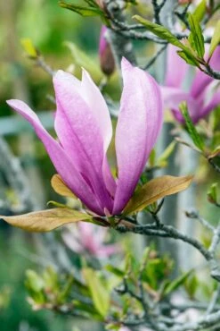 Meerstammige Beverboom (Magnolia 'Susan') 7 Meerstammige Beverboom (Magnolia 'Susan') -DIRECTPLANT Winkel phbe06930