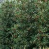 Amerikaanse Hulst (Ilex 'Nellie R Stevens') 2 Amerikaanse Hulst (Ilex 'Nellie R Stevens') -DIRECTPLANT Winkel phbe08301 2