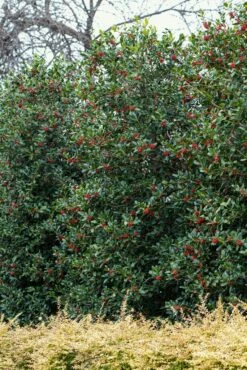 DIRECTPLANT Winkel 39 Amerikaanse Hulst (Ilex 'Nellie R Stevens')