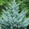 Cipres (Cupressus Arizonica 'Glauca') -DIRECTPLANT Winkel phbe08466b 1