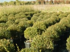 Steenlinde Als Bol (Phillyrea Angustifolia) 15 Steenlinde Als Bol (Phillyrea Angustifolia) -DIRECTPLANT Winkel phillyrea angustifolia 1 1