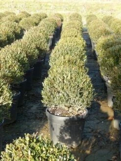 Steenlinde Als Bol (Phillyrea Angustifolia) -DIRECTPLANT Winkel phillyrea angustifolia 3 2