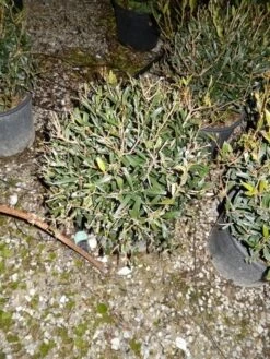 Steenlinde Als Bol (Phillyrea Angustifolia) 11 Steenlinde Als Bol (Phillyrea Angustifolia) -DIRECTPLANT Winkel phillyrea angustifolia bol 1