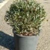 Steenlinde Als Bol (Phillyrea Angustifolia) -DIRECTPLANT Winkel phillyrea angustifolia bol 2 1