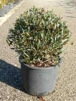 Steenlinde Als Bol (Phillyrea Angustifolia)