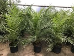 Canarische Dadelpalm (Phoenix Canariensis) -DIRECTPLANT Winkel phoenix80