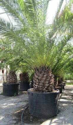 Canarische Dadelpalm (Phoenix Canariensis) -DIRECTPLANT Winkel phoenix canariensi