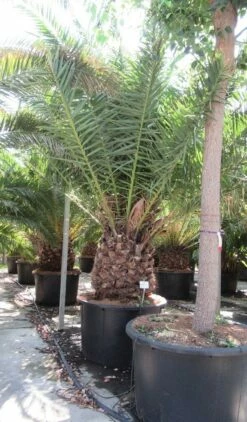 Canarische Dadelpalm (Phoenix Canariensis) -DIRECTPLANT Winkel phoenix canariensi 2