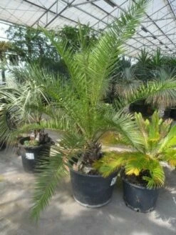 Canarische Dadelpalm (Phoenix Canariensis) -DIRECTPLANT Winkel phoenix canariensis 150 200 c90