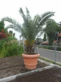 Canarische Dadelpalm (Phoenix Canariensis) -DIRECTPLANT Winkel phoenix canariensis 250 300 c500 solitair