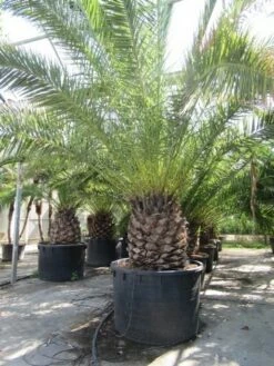Canarische Dadelpalm (Phoenix Canariensis) -DIRECTPLANT Winkel phoenix canariensis 2
