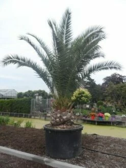 Canarische Dadelpalm (Phoenix Canariensis) -DIRECTPLANT Winkel phoenix canariensis 350 400 c1000 solitair