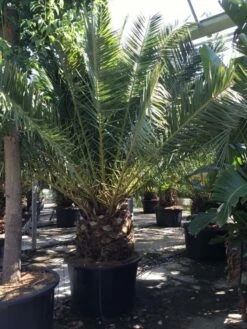 Canarische Dadelpalm (Phoenix Canariensis) -DIRECTPLANT Winkel phoenix canariensis 350400cm