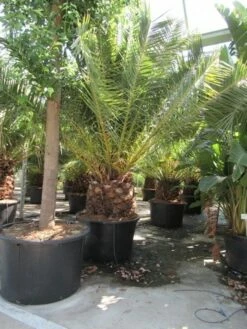 Canarische Dadelpalm (Phoenix Canariensis) -DIRECTPLANT Winkel phoenix canariensis 3