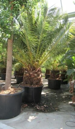 Canarische Dadelpalm (Phoenix Canariensis) -DIRECTPLANT Winkel phoenix canariensis 4