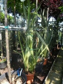 Nieuw Zeelands Vlas (Phormium Tenax) -DIRECTPLANT Winkel phormium tenax 150 175 c25