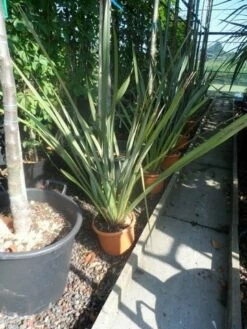 Nieuw Zeelands Vlas (Phormium Tenax) -DIRECTPLANT Winkel phormium tenax c7
