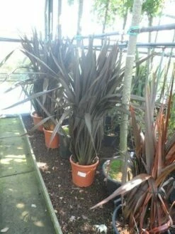 Nieuw Zeelands Vlas (Phormium Tenax 'Purpureum') -DIRECTPLANT Winkel phormium tenax purpureum 100 125 c25
