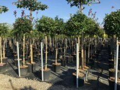 Glansmispel Op Stam (Photinia Fraseri 'Red Robin') -DIRECTPLANT Winkel photinia 120 140cm stam 2