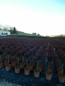 Glansmispel Op Stam (Photinia Fraseri 'Carré Rouge') -DIRECTPLANT Winkel photinia carre rouge