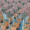 Glansmispel Op Stam (Photinia Fraseri 'Carré Rouge') -DIRECTPLANT Winkel photinia carre rouge