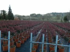 Glansmispel Op Stam (Photinia Fraseri 'Carré Rouge') -DIRECTPLANT Winkel photinia carre rouge 3