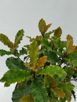 Glansmispel (Photinia Serratifolia ‘Crunchy’) -DIRECTPLANT Winkel photinia fraseri crunchy week 22 detail 1600x1200 2