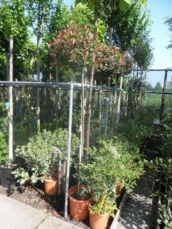 Glansmispel Op Stam (Photinia Fraseri 'Little Red Robin') -DIRECTPLANT Winkel photinia fraseri little red robin 150stam c20
