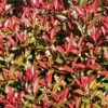 Glansmispel (Photinia Fraseri 'Mandarino') -DIRECTPLANT Winkel photinia fraseri mandarino 1