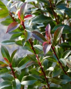 Glansmispel (Photinia Fraseri 'Mandarino') 5 Glansmispel (Photinia Fraseri 'Mandarino') -DIRECTPLANT Winkel photinia fraseri mandarino 1