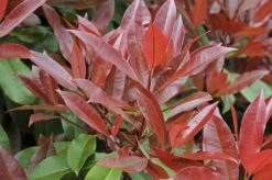 Glansmispel Meeneemhaag (Photinia Fraseri 'Red Robin') -DIRECTPLANT Winkel photinia fraseri red robin01 4 2