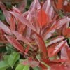 Glansmispel Op Stam (Photinia Fraseri 'Red Robin') -DIRECTPLANT Winkel photinia fraseri red robin01 6