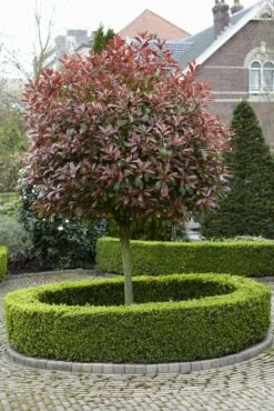 Glansmispel Als Boom (Photinia Fraseri 'Red Robin') 14 Glansmispel Als Boom (Photinia Fraseri 'Red Robin') -DIRECTPLANT Winkel photinia fraseri red robin02