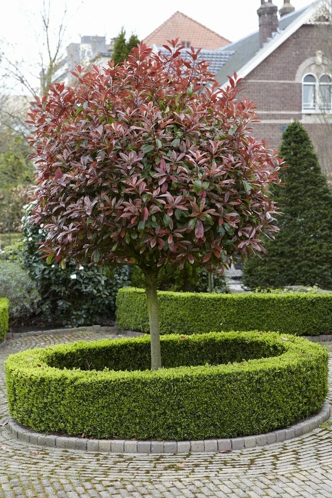 Glansmispel Als Boom (Photinia Fraseri 'Red Robin') 6 Glansmispel Als Boom (Photinia Fraseri 'Red Robin') - Afbeelding 4