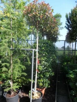 Glansmispel Als Boom (Photinia Fraseri 'Red Robin') 13 Glansmispel Als Boom (Photinia Fraseri 'Red Robin') -DIRECTPLANT Winkel photinia fraseri red robin 10 12ho cont