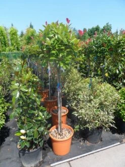 Glansmispel Op Stam (Photinia Fraseri 'Red Robin') -DIRECTPLANT Winkel photinia fraseri red robin 100stam c20